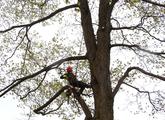 Le monde des arbres