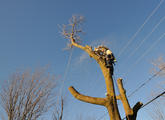 Le monde des arbres