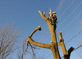 Le monde des arbres