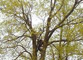 Le monde des arbres